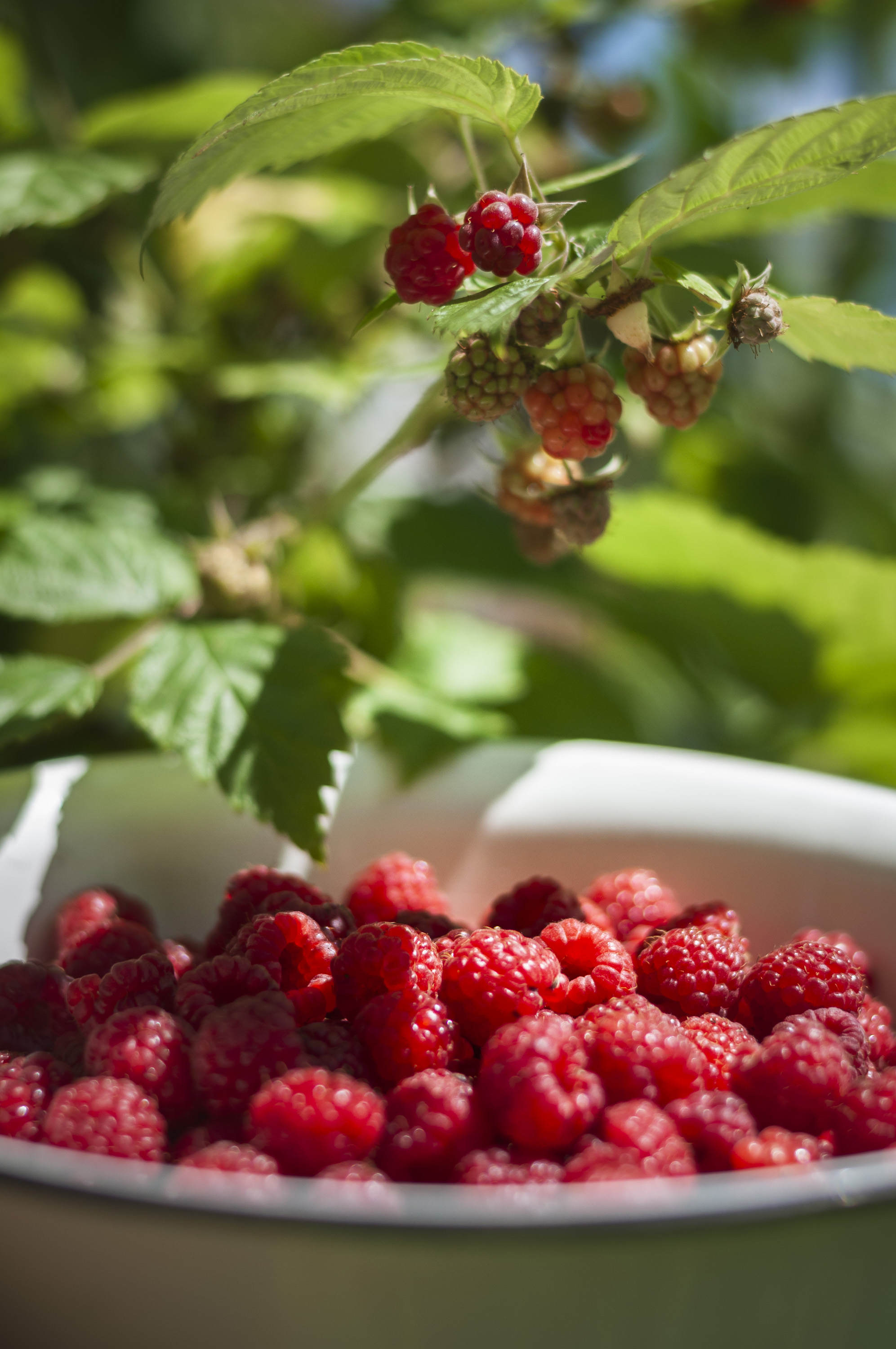 Саджанці ремонтантної малини - малинове дерево