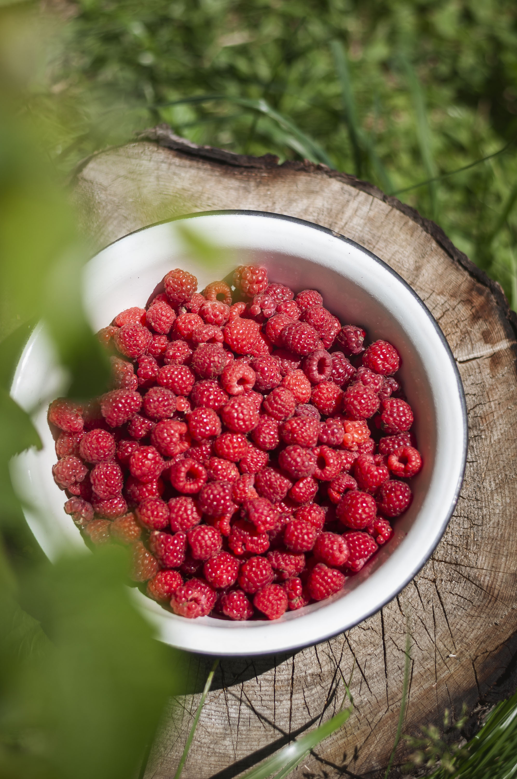 Саджанці ремонтантної малини - малинове дерево