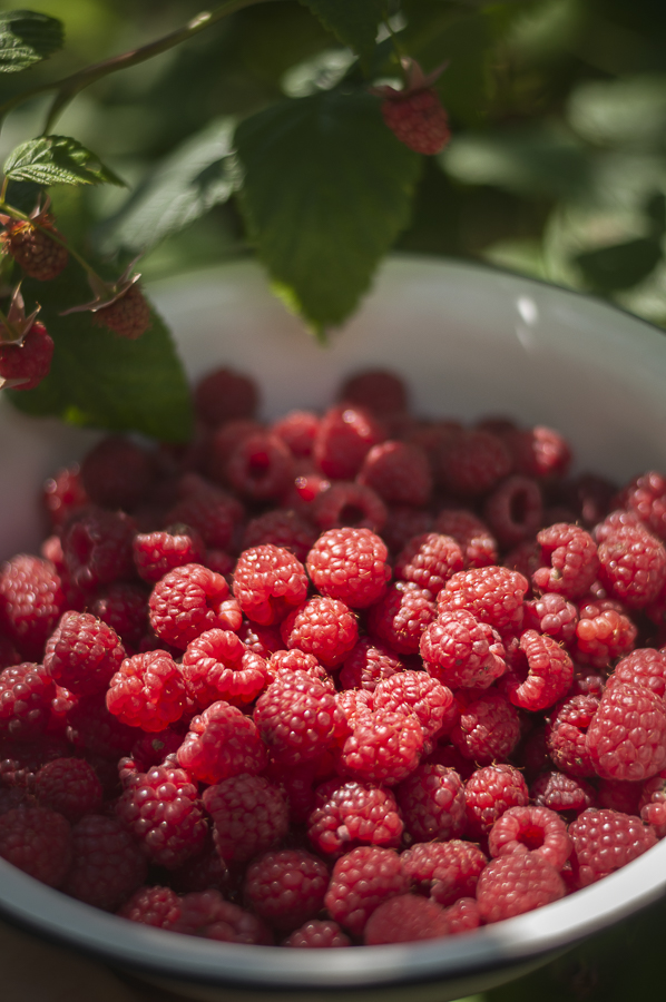 Саджанці ремонтантної малини - малинове дерево