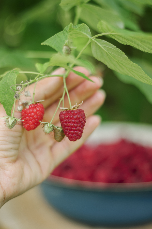 Саджанці ремонтантної малини - малинове дерево