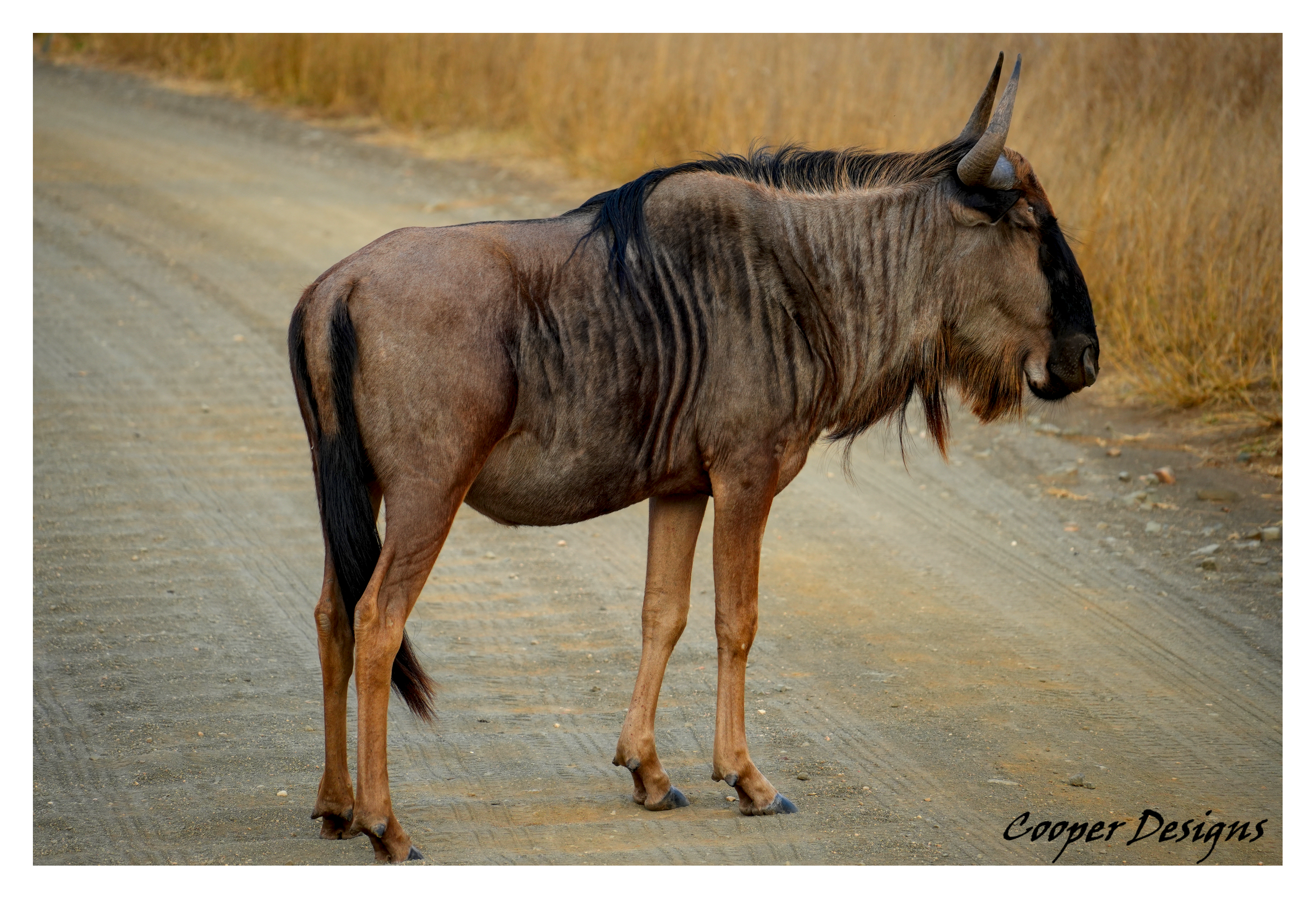 Wildebeest Photograph