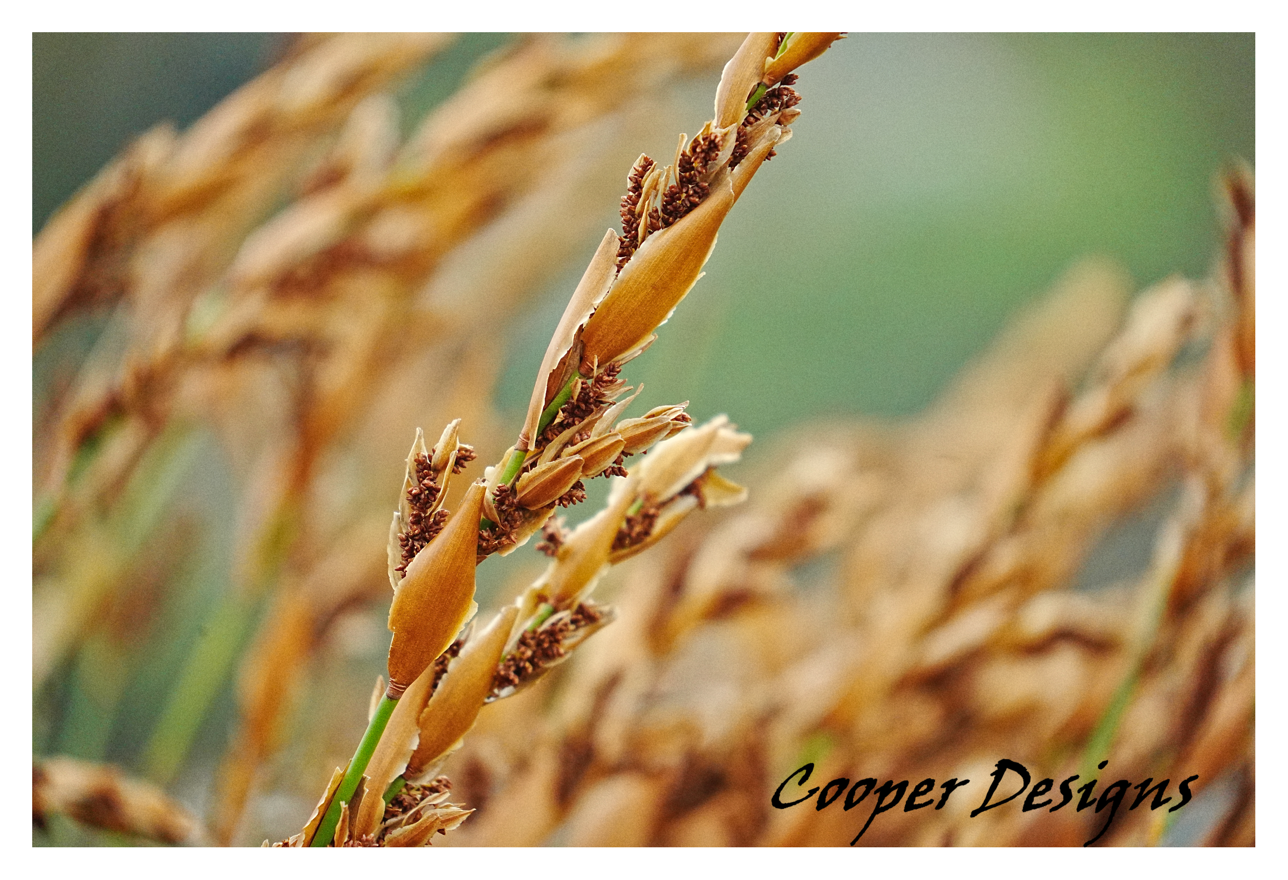 Golden Wheat Field Print