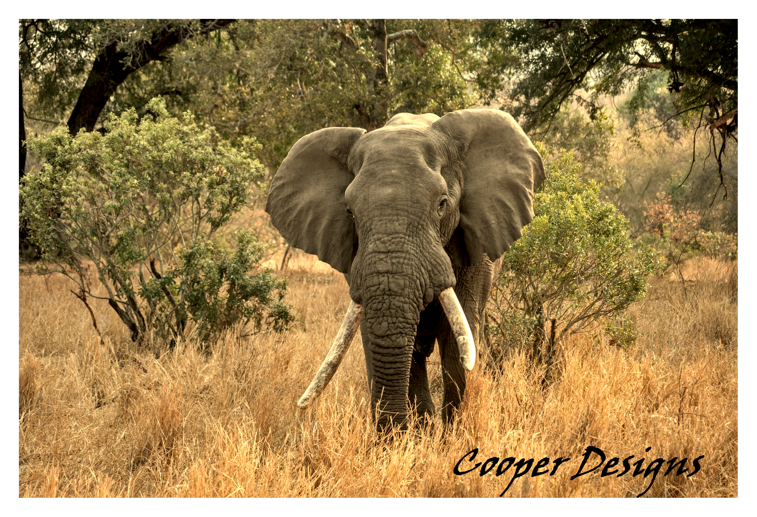 African Elephant Wall Art