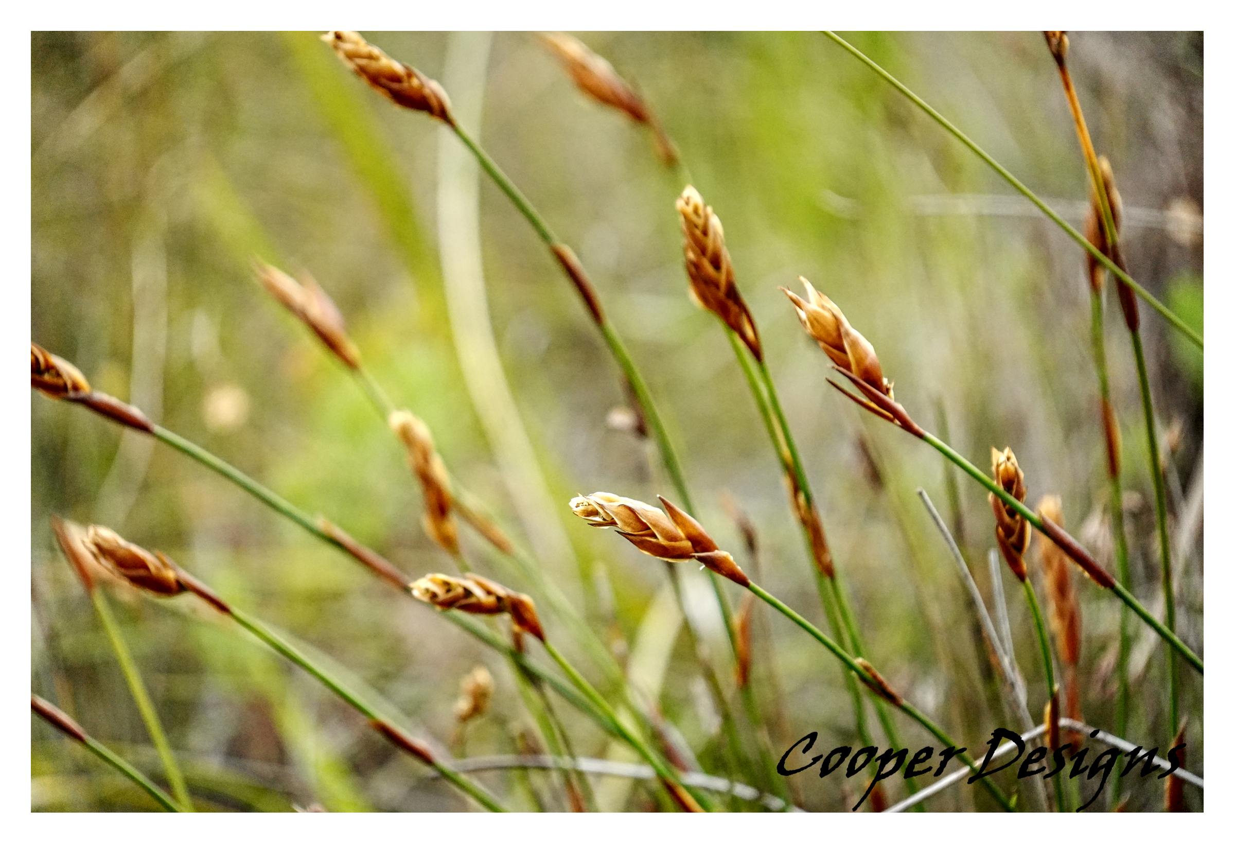 Botanical Nature Print