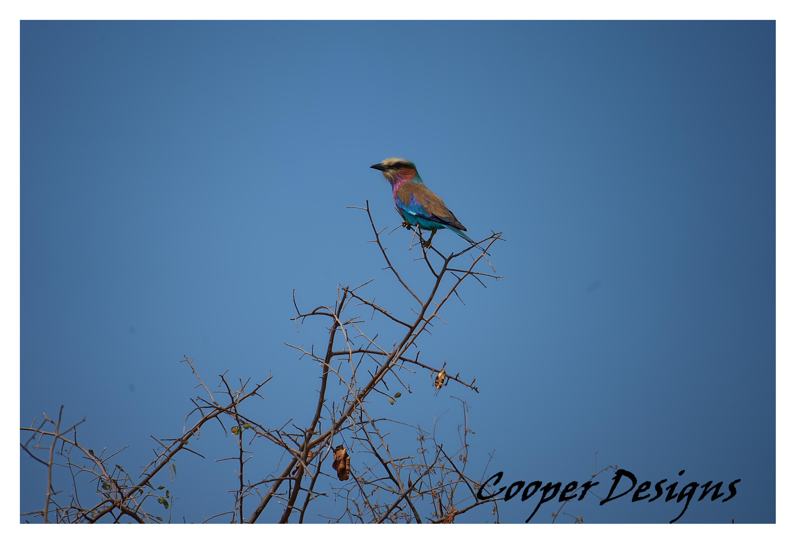 Lilac-breasted Roller Print