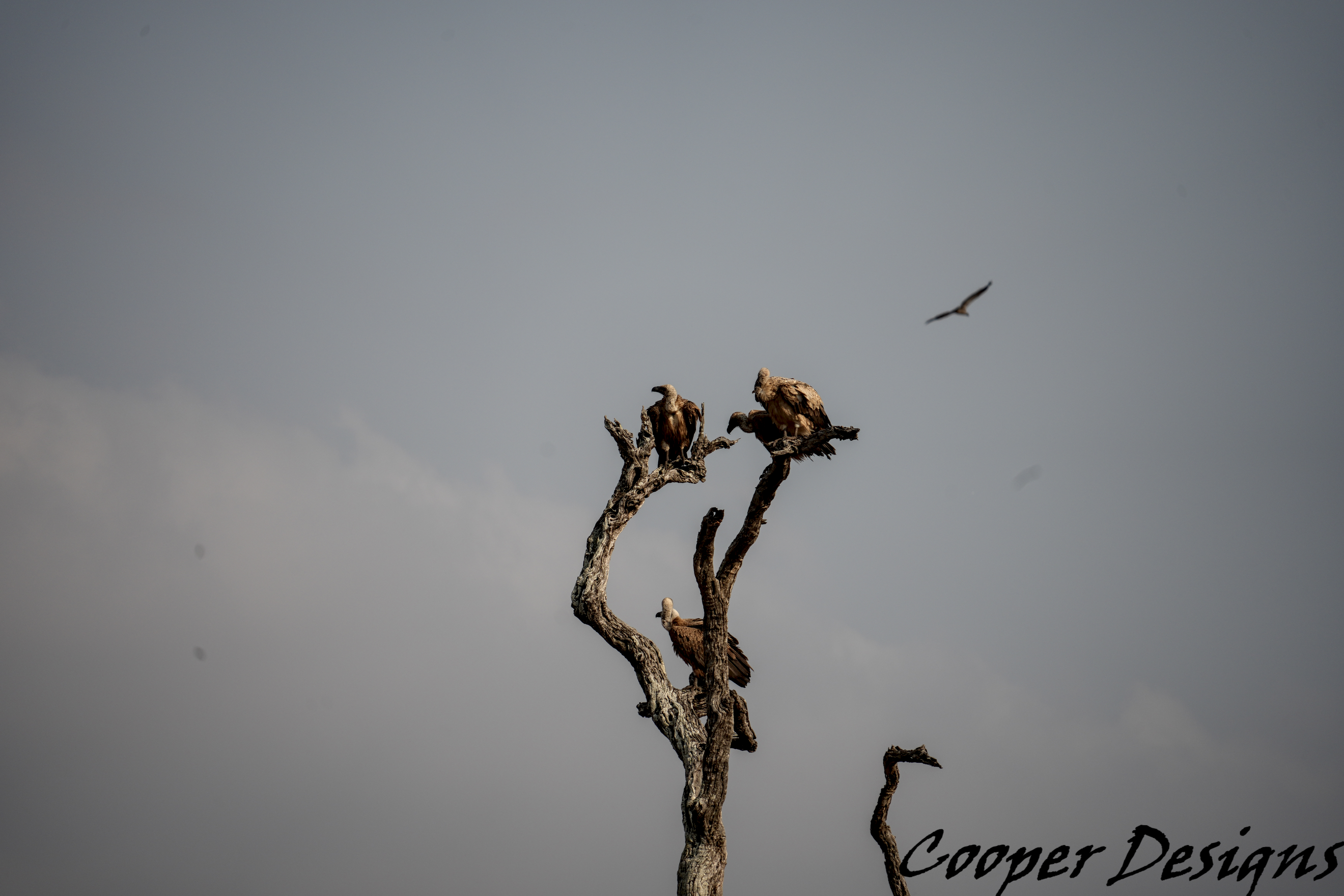 Vultures Perched on Tree