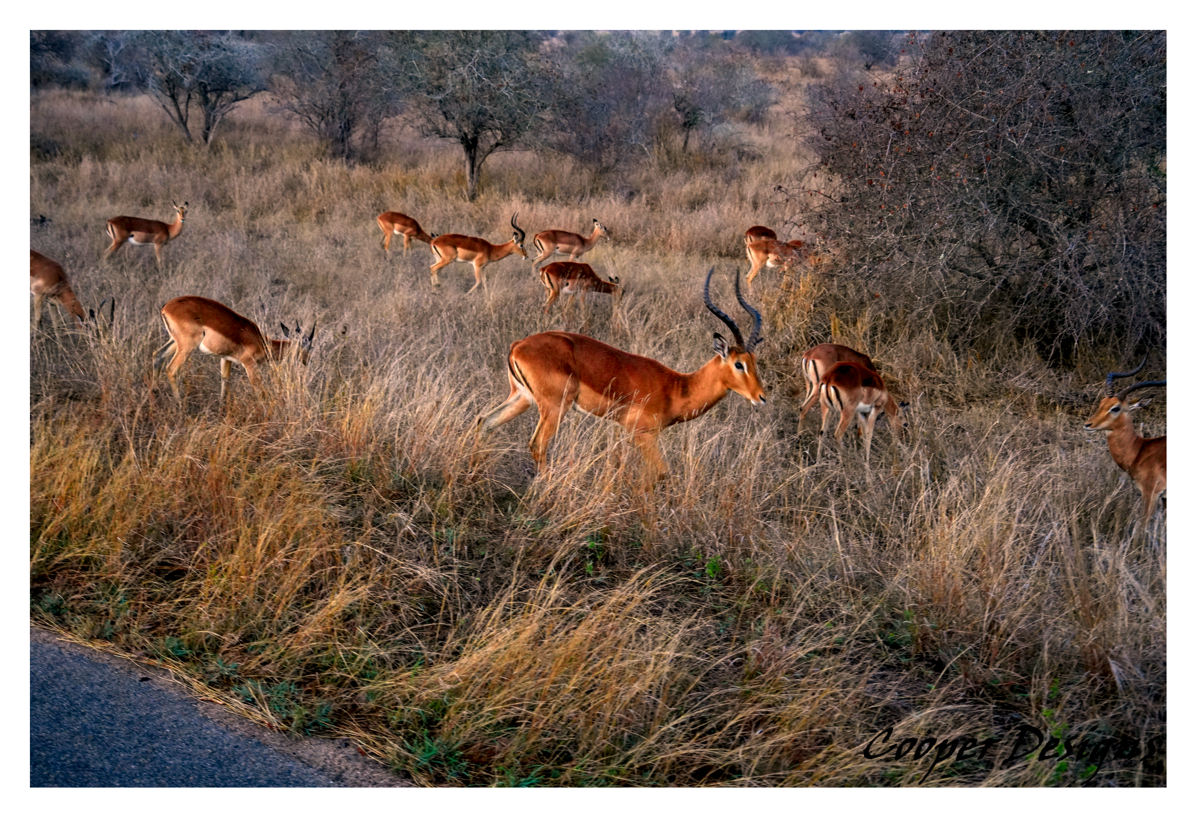 Impala Herd Wildlife Photograph