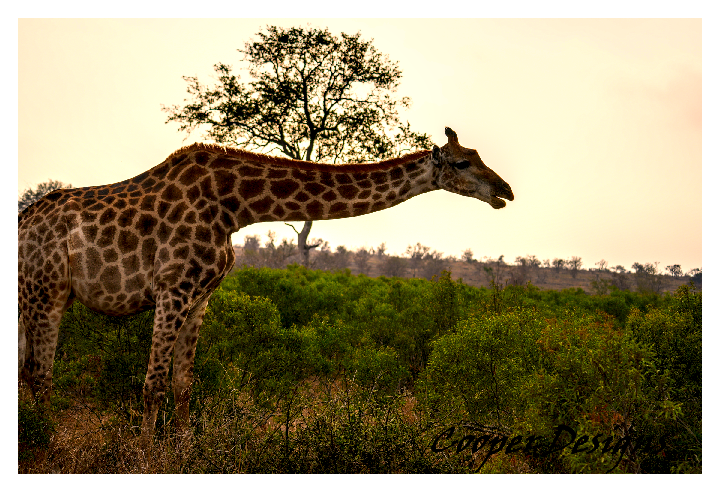 Giraffe Safari Photograph