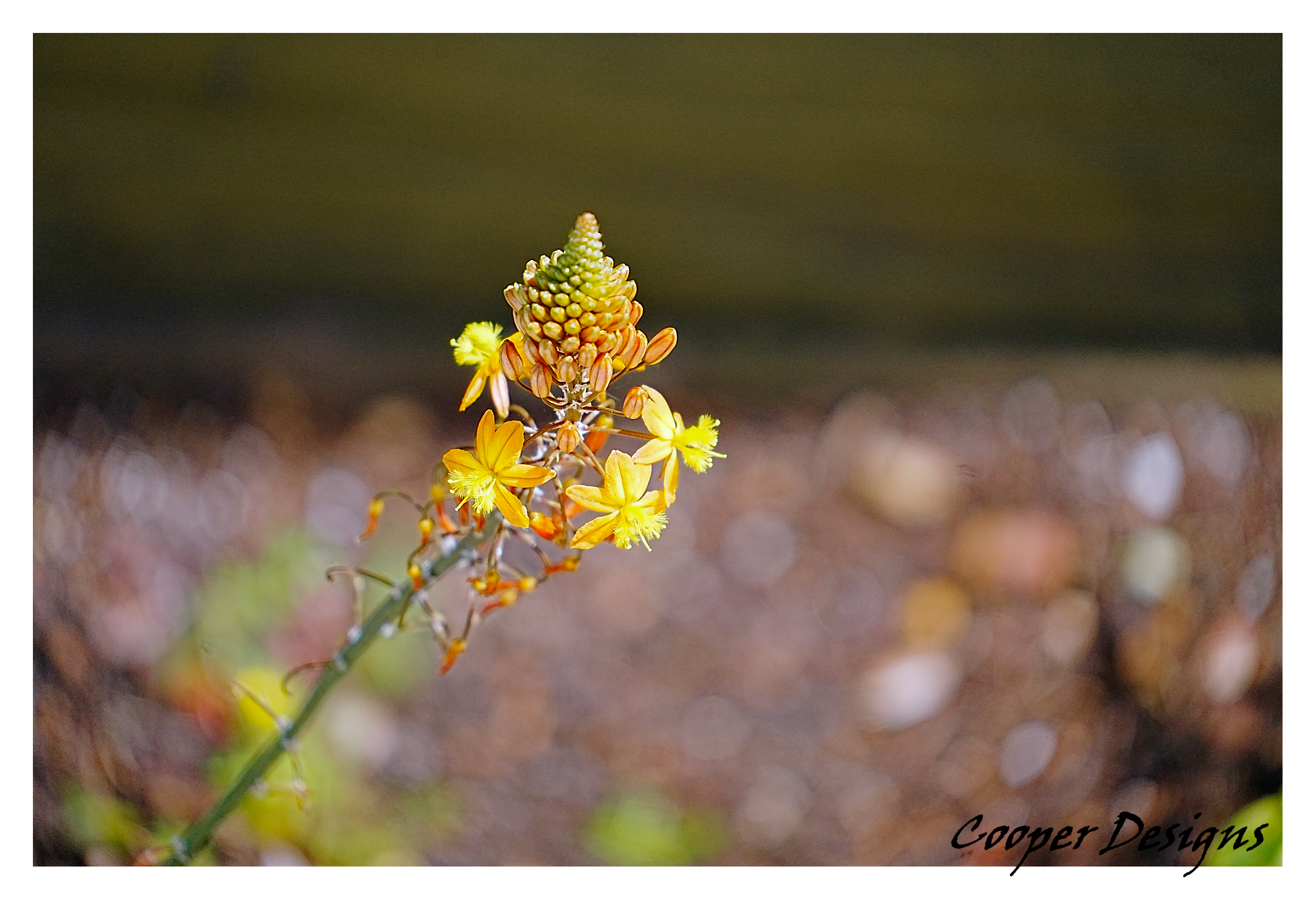 Yellow Wildflower Art Print