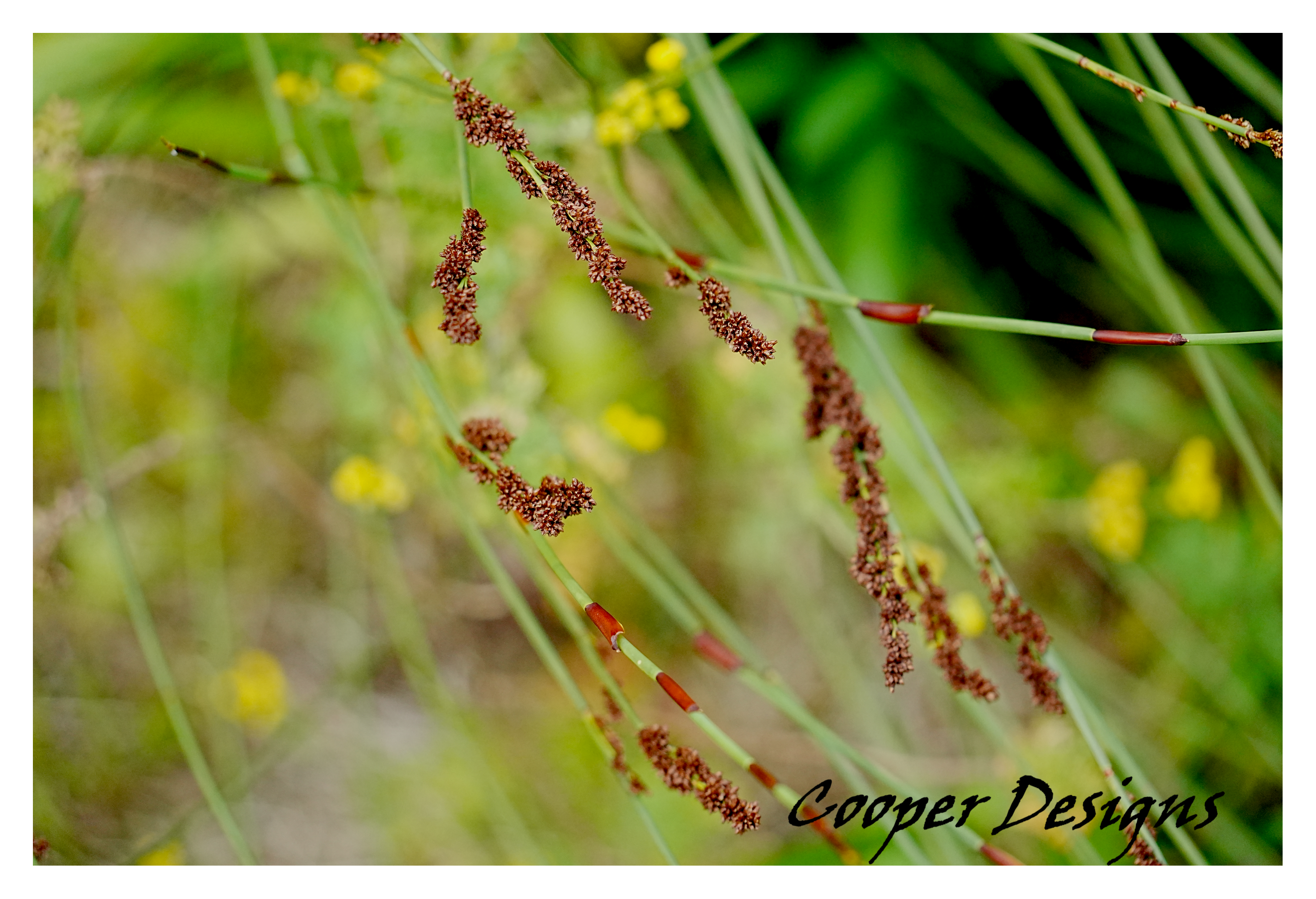 Botanical Wall Art Print