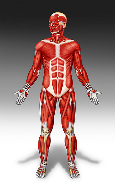 Modelo de Músculos de Anatomia Humana