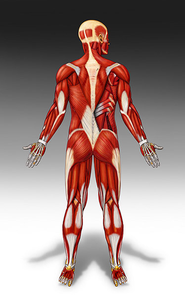 Modelo de Músculos de Anatomia Humana