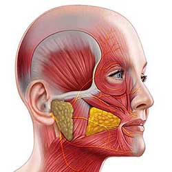 Modelo de Anatomia Facial