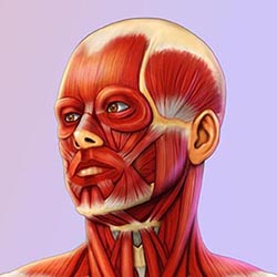 Modelo de Anatomia da Face artístico