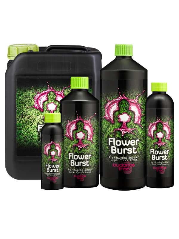 Buddhas Tree Flower Burst - Bloom Stimulator