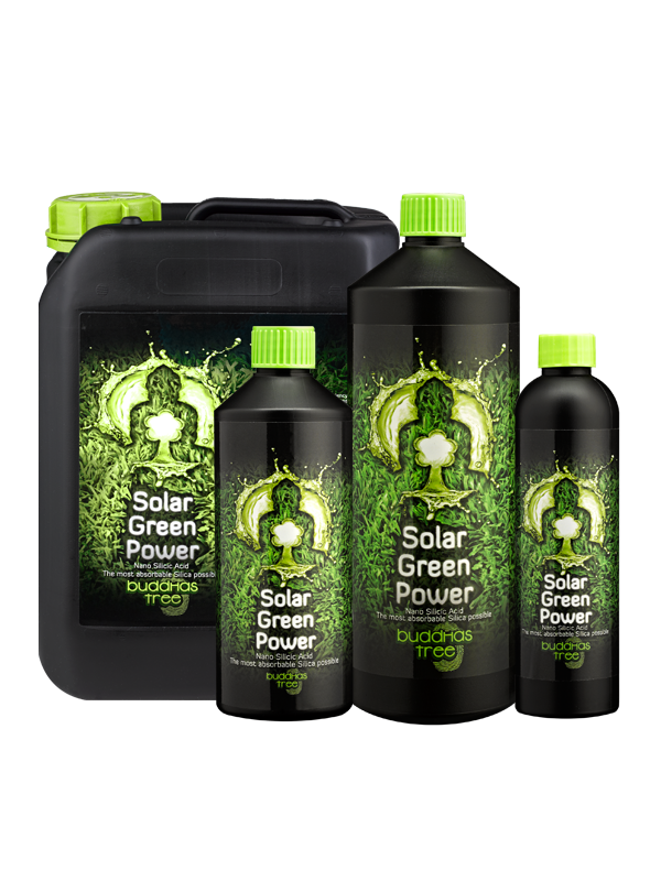 Buddhas Tree Solar Green Power - Silicium