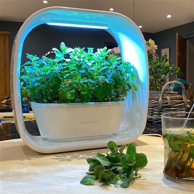 PLANT!T Herb Garden - White