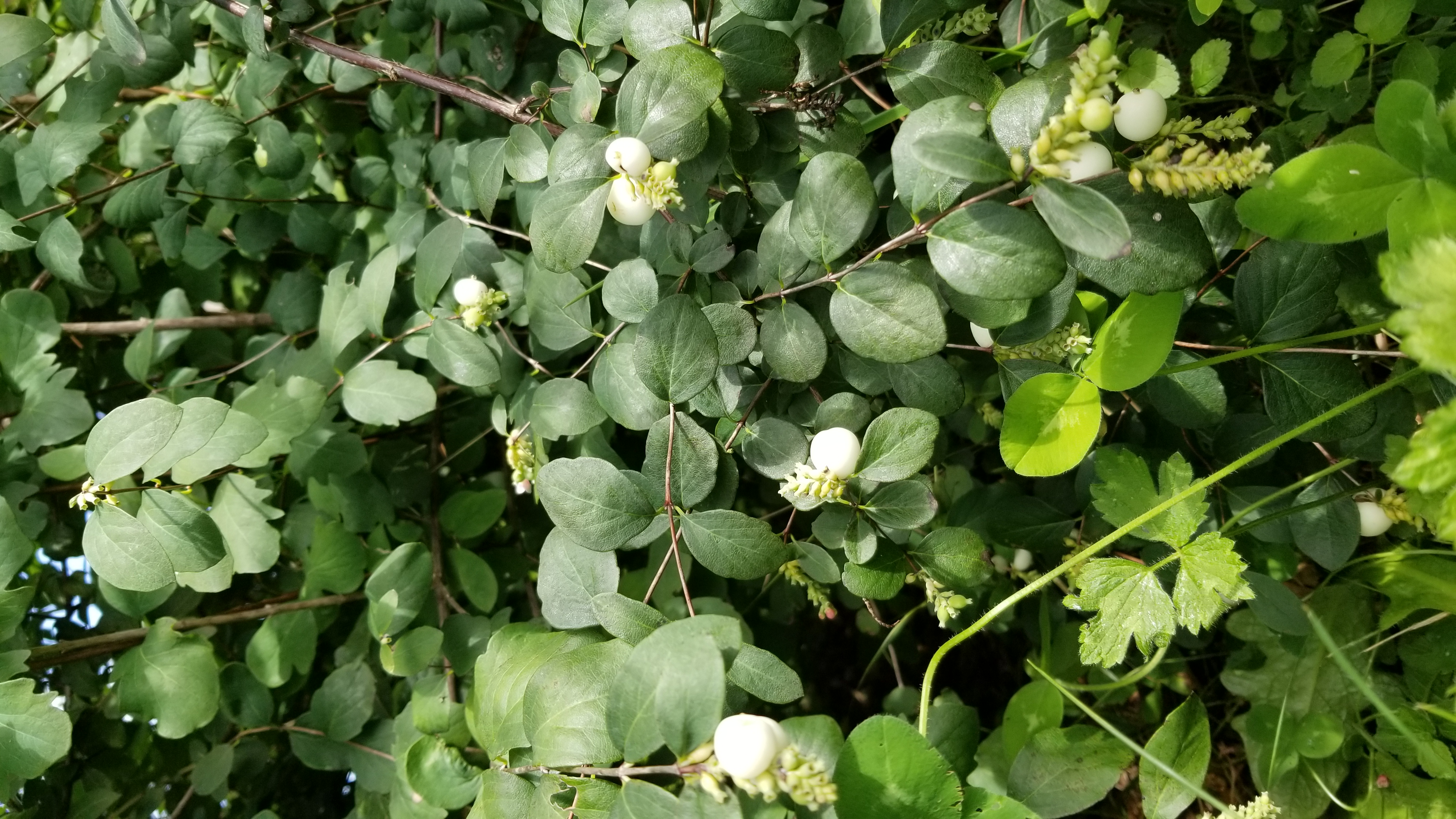 Symphorine - Symphoricarpos albus