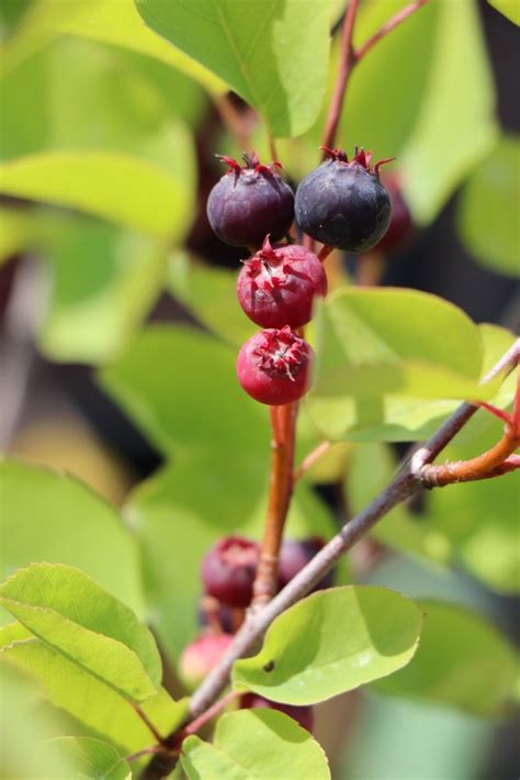 Amélanchier - Amelanchier alnifolia - Honeywood