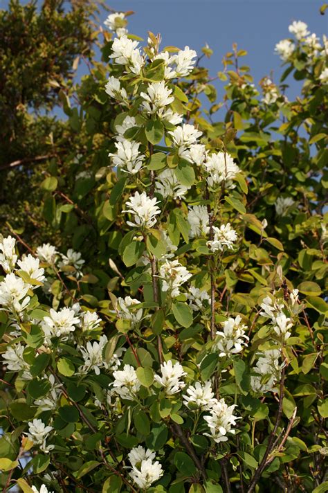 Amélanchier - Amelanchier alnifolia - Honeywood