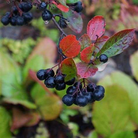 Aronie - Aronia x prunifolia - Viking
