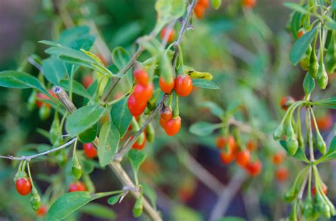 Baie de Goji - Lycium barbarum - n°1