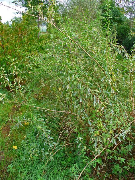 Baie de Goji - Lycium barbarum - n°1
