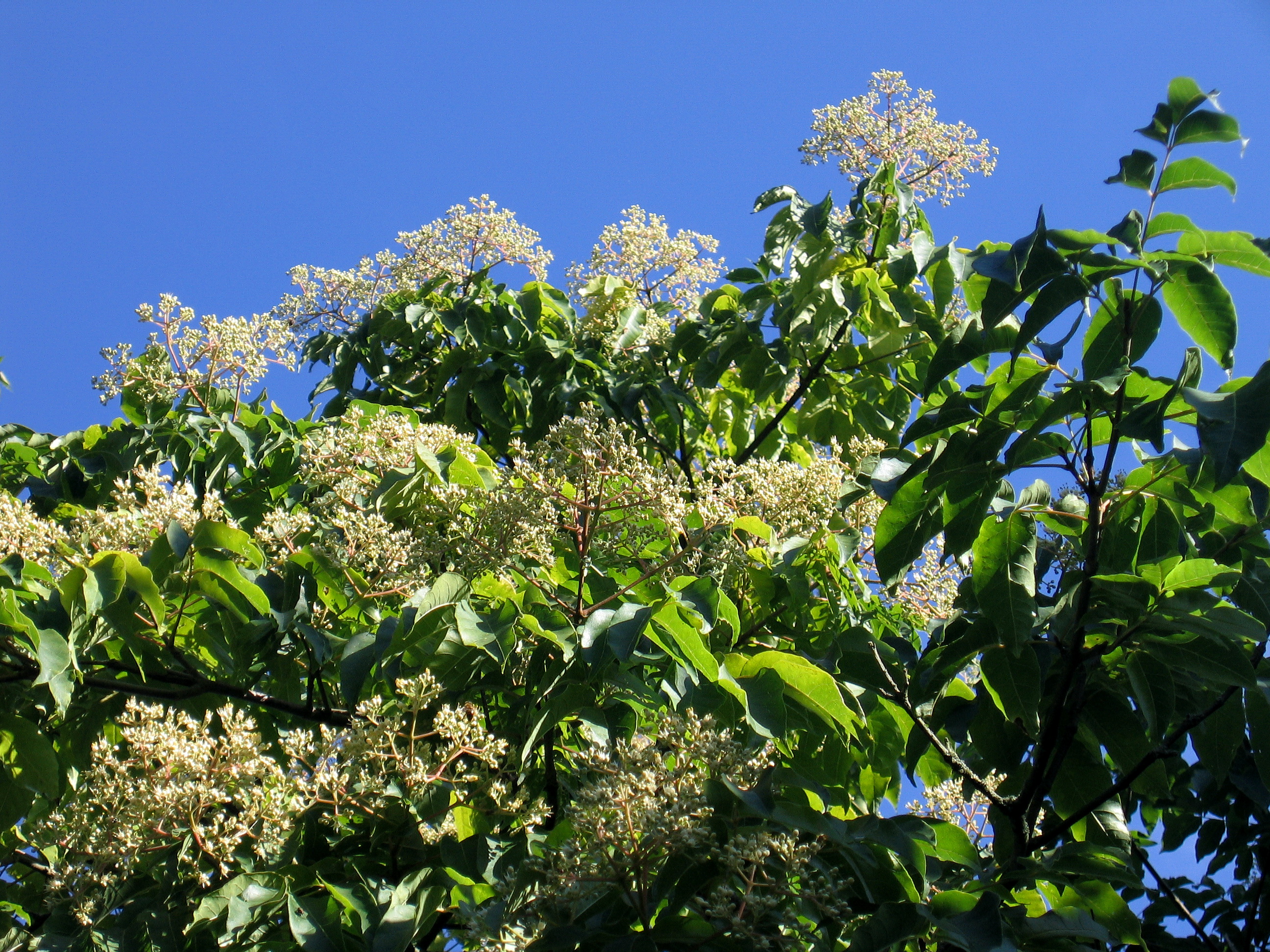 Arbre à miel - Euodia (tetradium) danielli