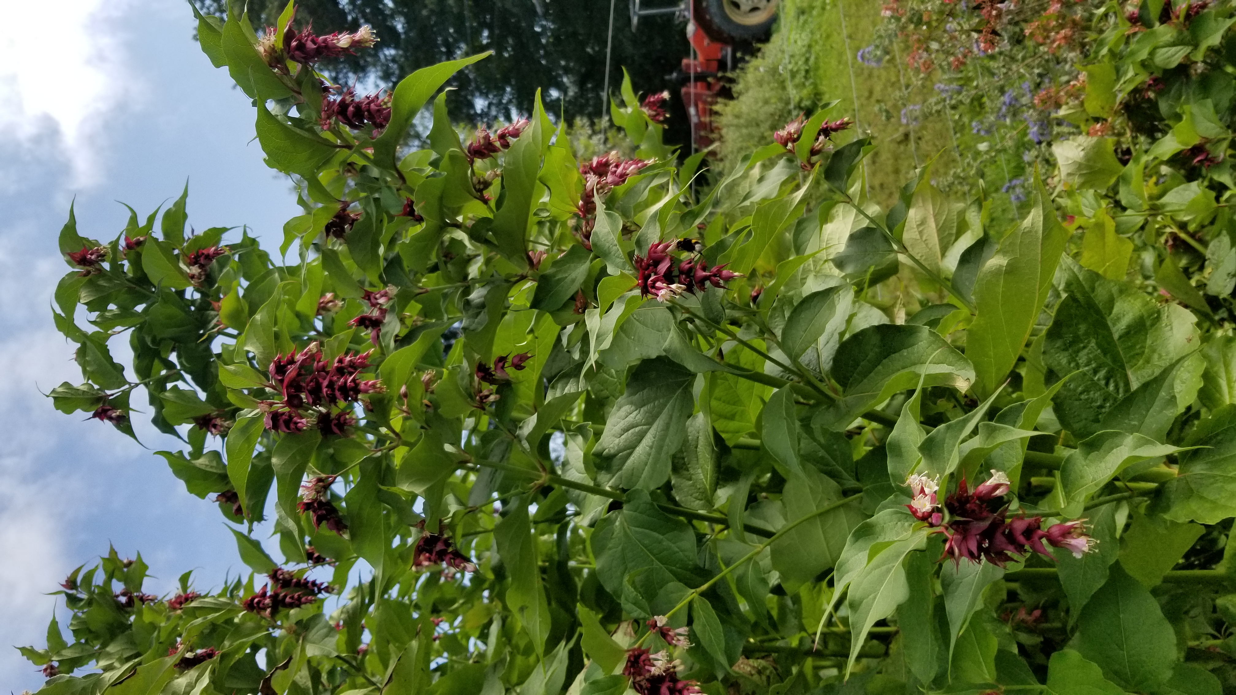 Arbre aux faisans - Leycesteria formosa