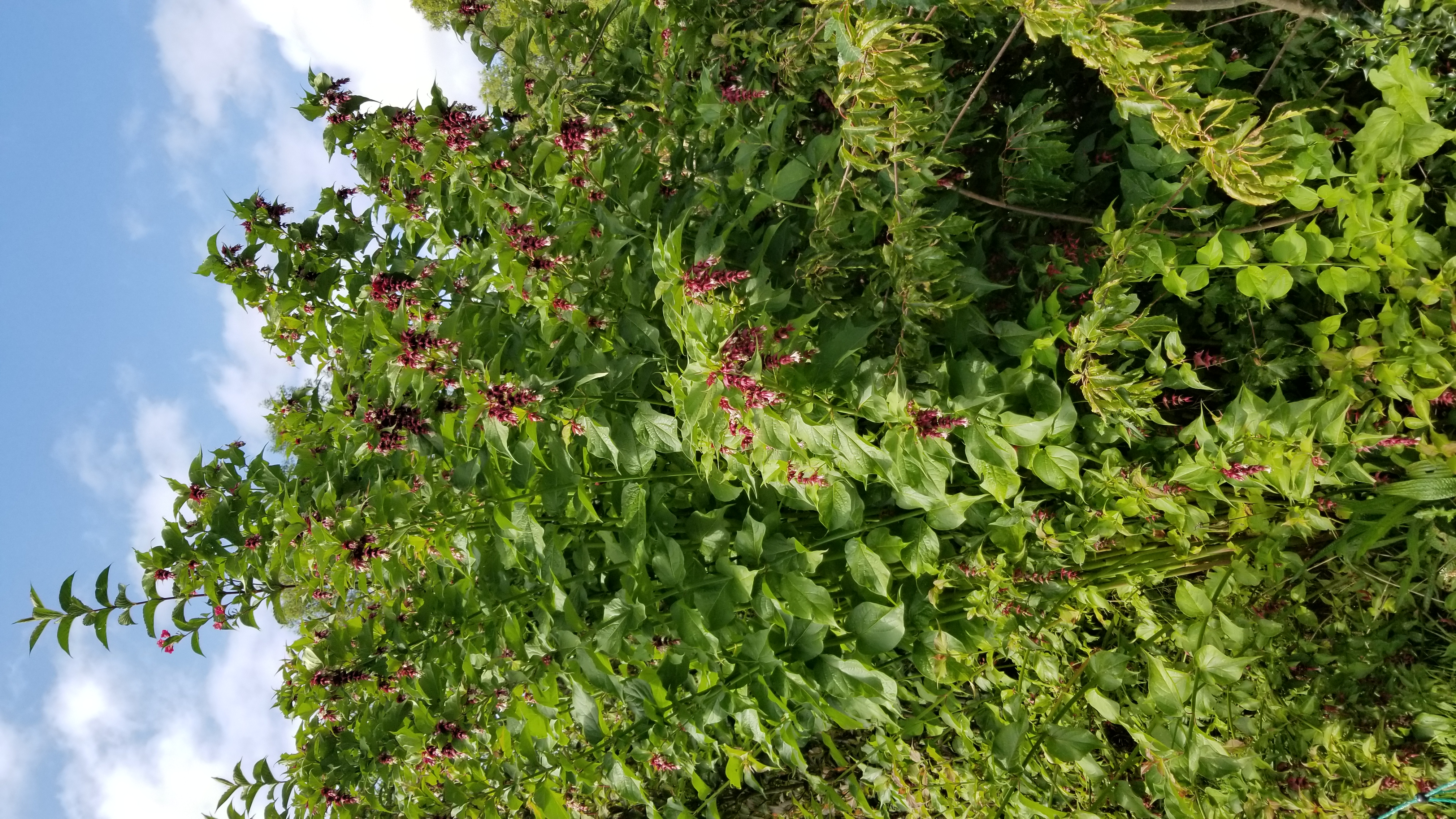 Arbre aux faisans - Leycesteria formosa
