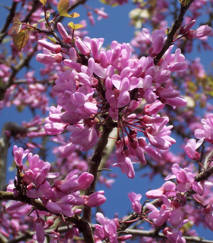 Arbre de Judée - Cercis siliquastrum