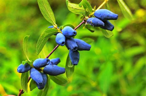 Baie de Mai - Lonicera caerula kamschatica