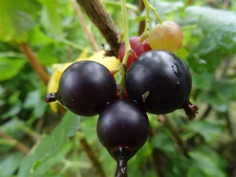 Caseillier - Ribes x nidigrolaria (culverwerllini) - Anita