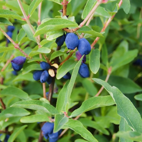 Baie de Mai - Lonicera caerula kamschatica
