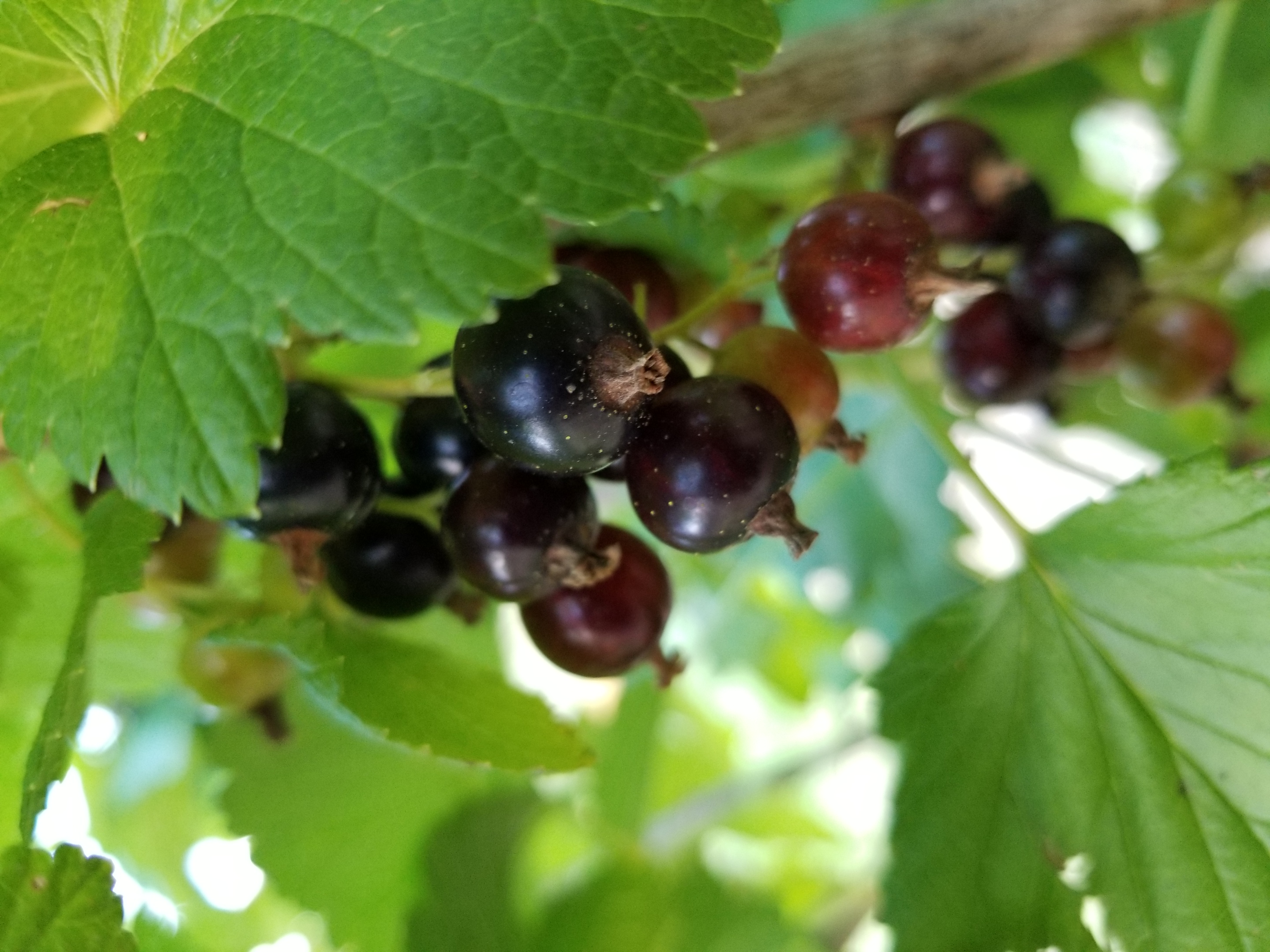 Cassissier - Ribes nigrum