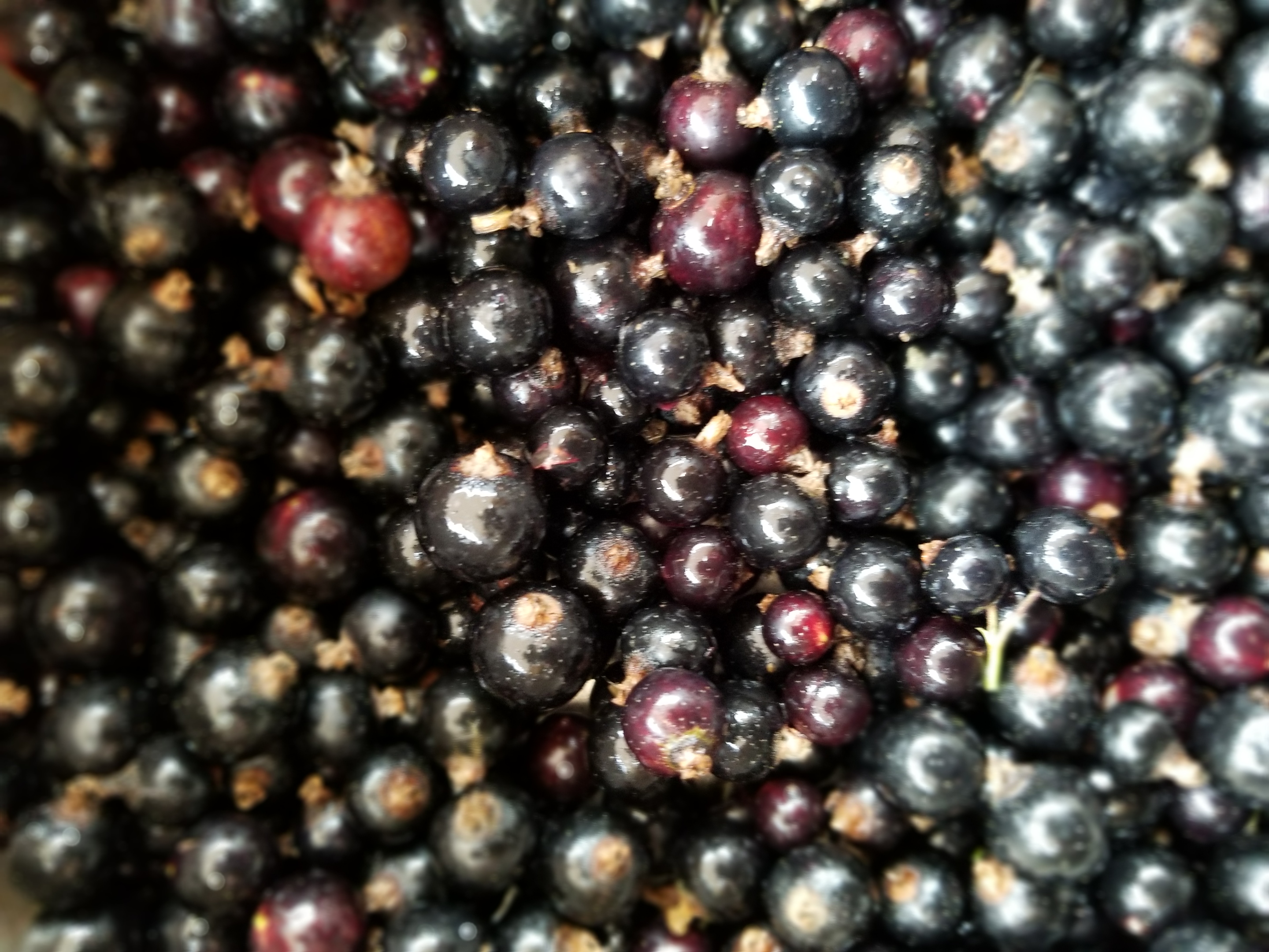 Cassissier - Ribes nigrum