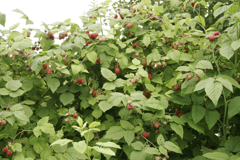 Framboisier - Ribes idaeus