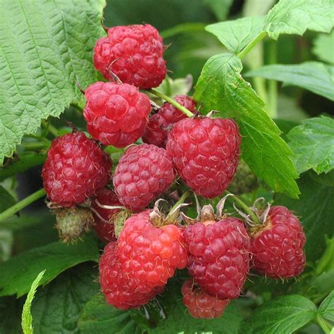 Framboisier - Ribes idaeus