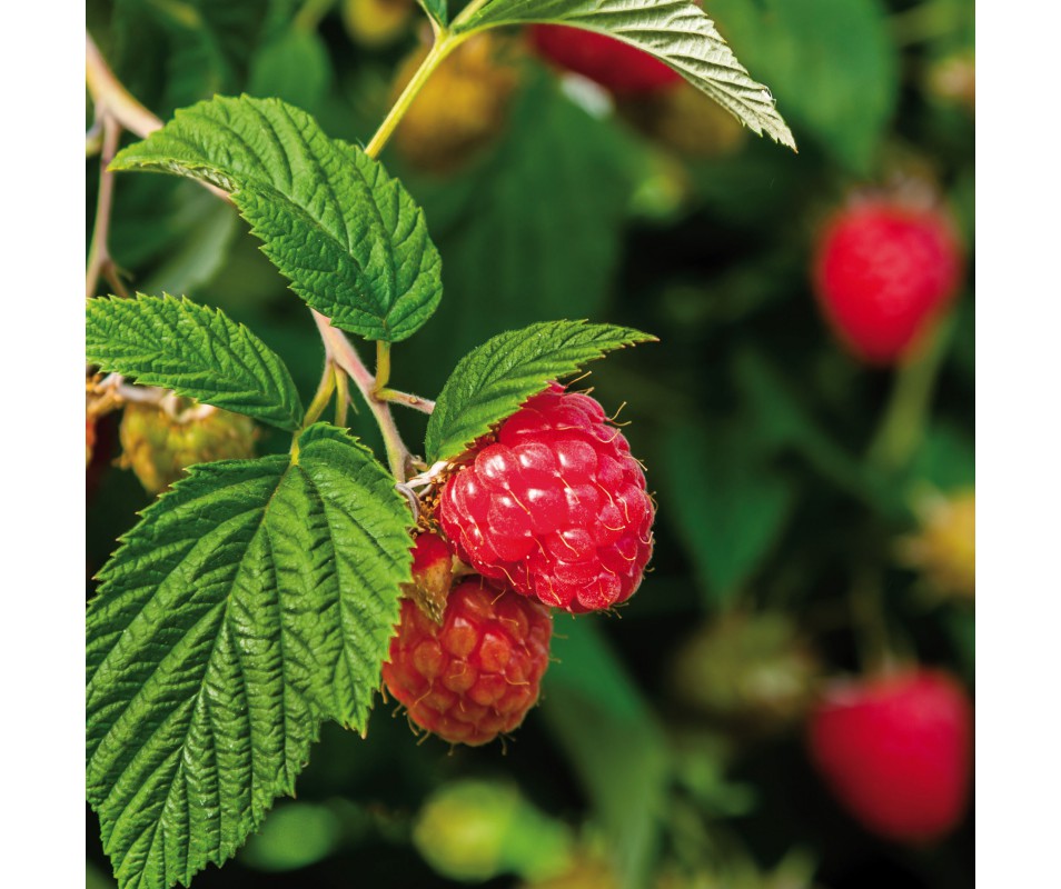 Framboisier - Ribes idaeus
