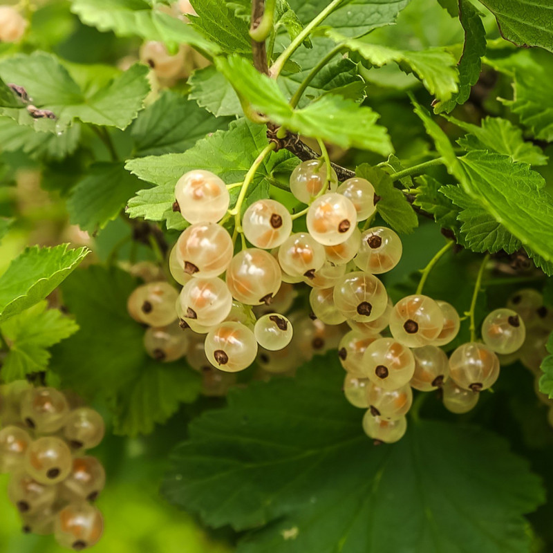 Groseillers à grappes - Ribes rubrum