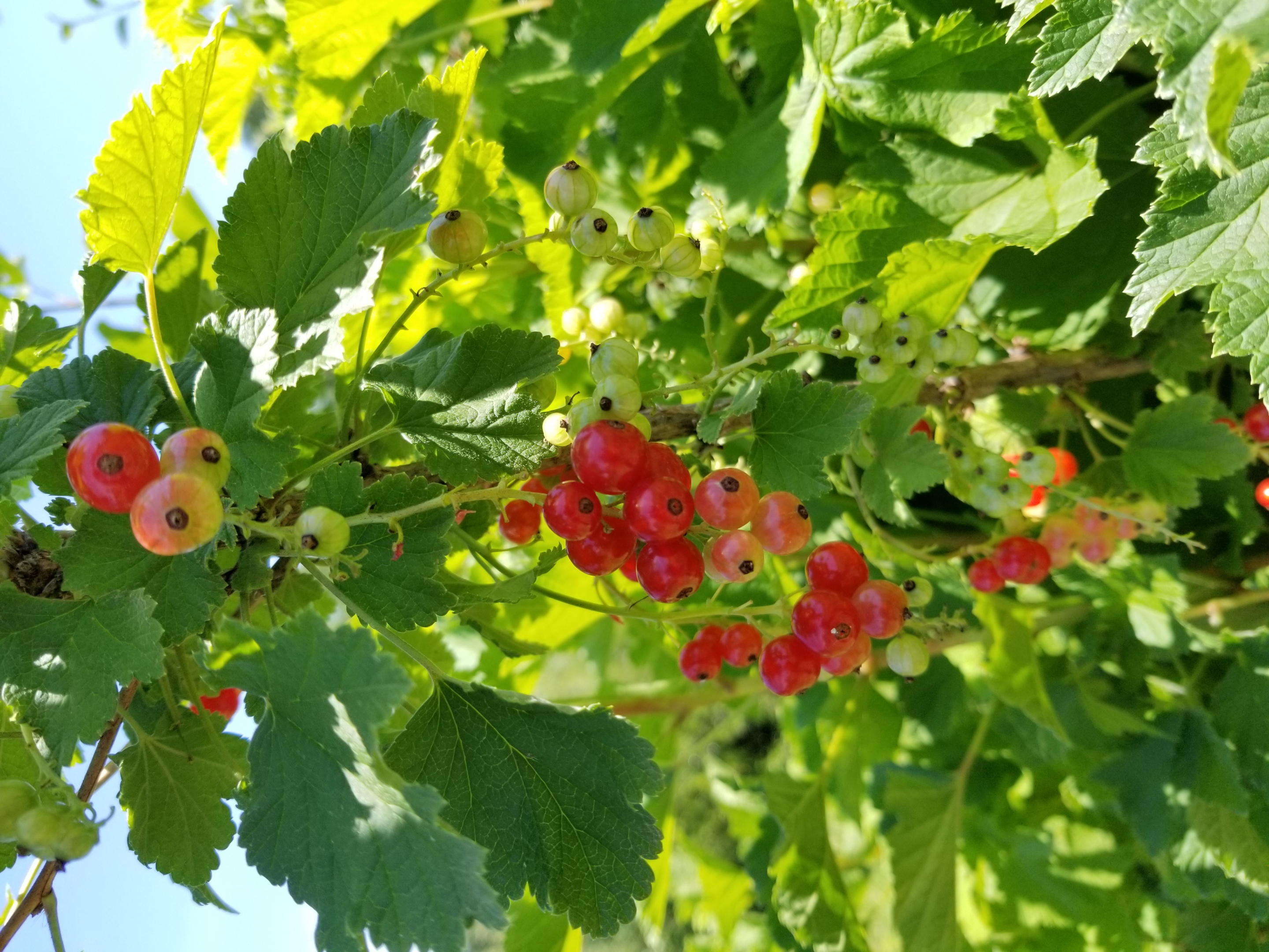 Groseillers à grappes - Ribes rubrum