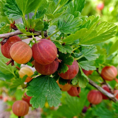 Groseillers à maquereau - Ribes uva-crispa