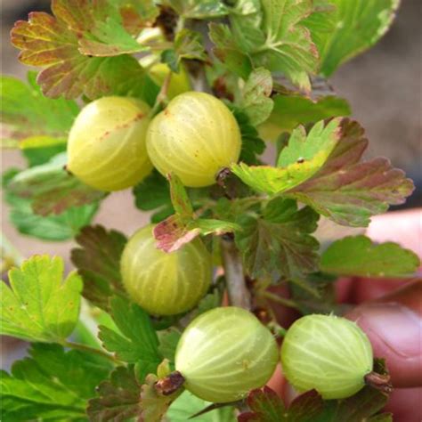 Groseillers à maquereau - Ribes uva-crispa