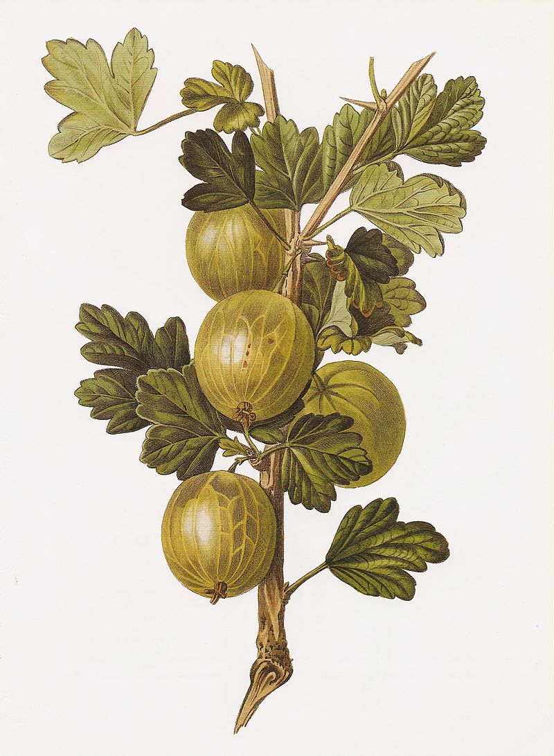Groseillers à maquereau - Ribes uva-crispa