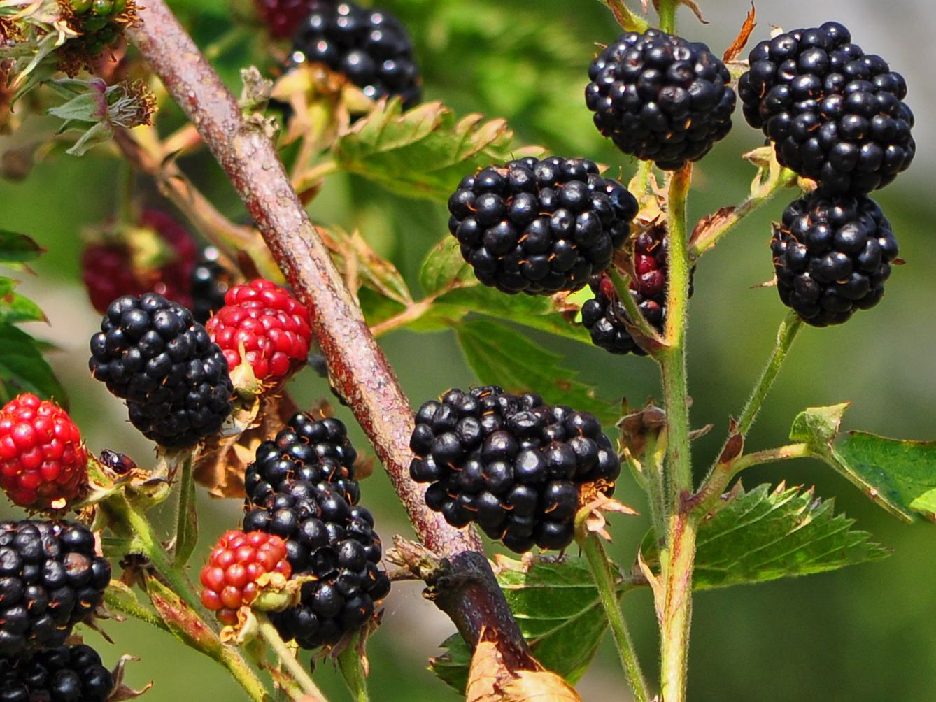 Mûres sans épines - Rubus fructicosus