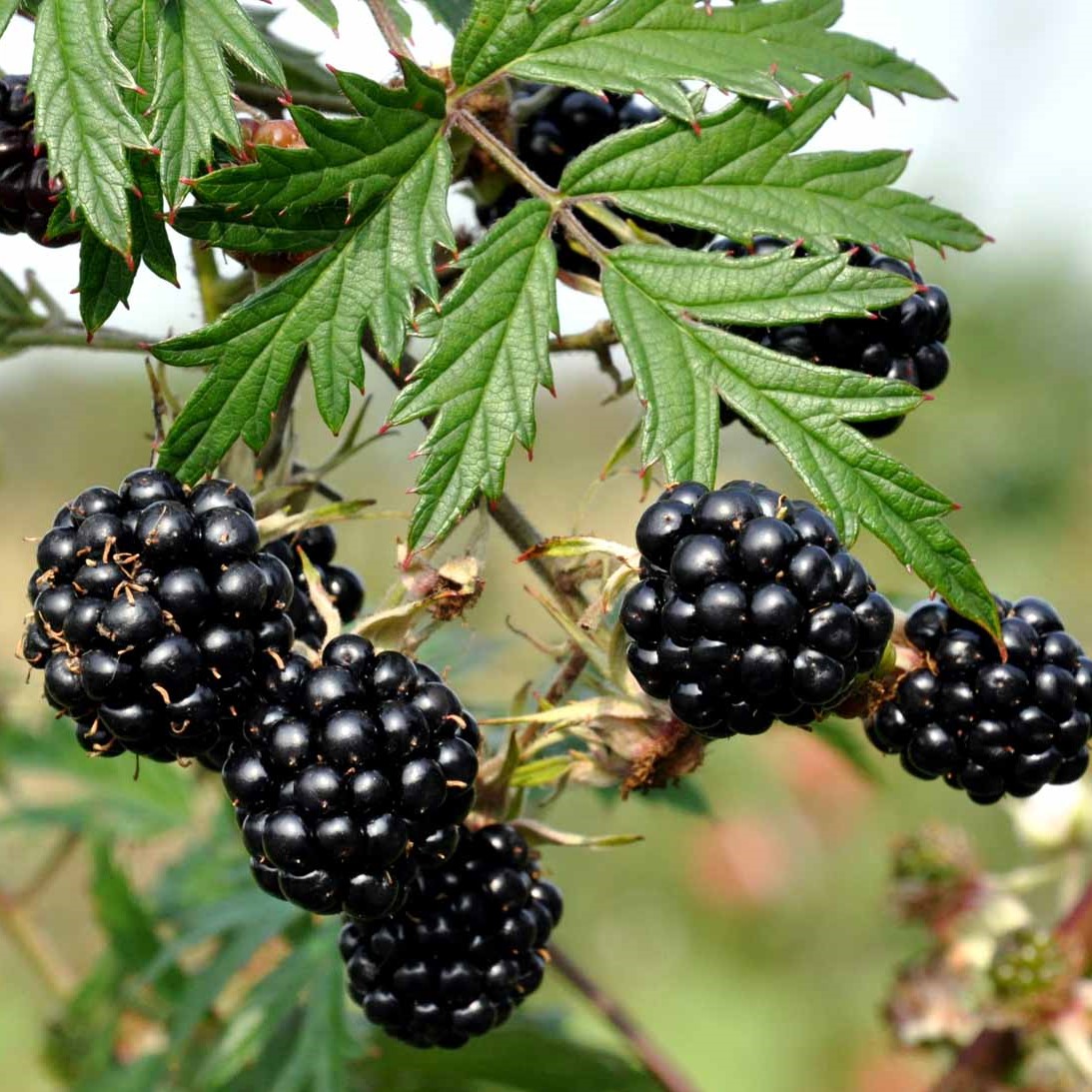 Mûres sans épines - Rubus fructicosus