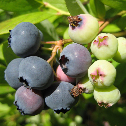 Myrtillier - Vaccinium Corymbosum