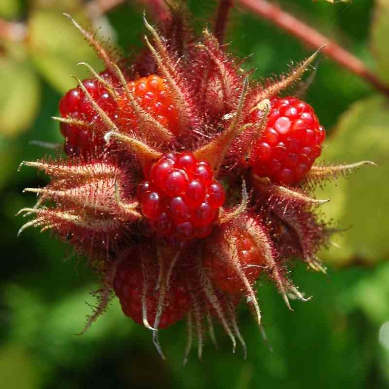 Raisin ou Mûrier du Japon - Rubus phoenicolasius