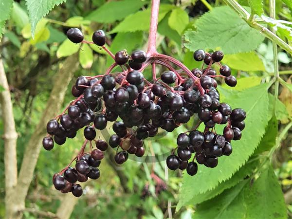 Sureau - Sambucus nigra