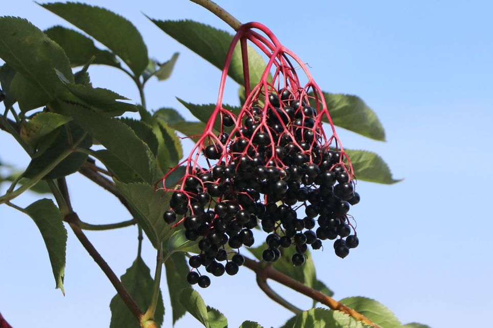 Sureau - Sambucus nigra